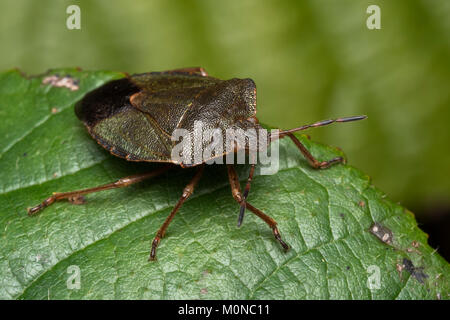 Gemeinsame Green Shieldbug (Palomena prasina) in ihrer braunen Farben der Winter ruht auf einem dornbusch Blatt im Januar. Tipperary, Irland. Stockfoto