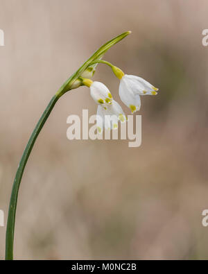 Sommer Schneeflocke wildflower (Leucojum aestivum) in Feuchtgebiete Lebensraum wächst. Cabragh Feuchtgebiete, Thurles, Tipperary, Irland. Stockfoto