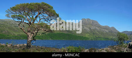 Scots Kiefer (Pinus sylvestris L.) am Ufer des Loch Maree und den Berg Slioch, Wester Ross, Scottish Highlands, Schottland, UK Stockfoto