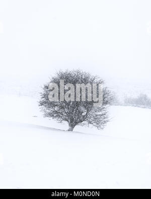 Ein einsamer Baum fügt Kontrast zu einem weißen, Landschaft während eines Schneesturms Stockfoto