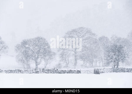 Ein einsamer Baum fügt Kontrast zu einem weißen, Landschaft während eines Schneesturms Stockfoto