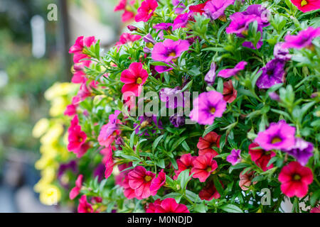 Gelb, Rot und Violett Millionen Glocken Blumen (calibrachoa). Stockfoto