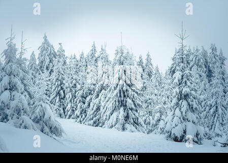 Deutschland, Hassia, Hochtaunuskreis (Feldberg), Winterlandscape mit Schnee bedeckt Bäume Stockfoto
