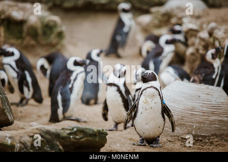 Eine schwarze Footed Pinguin im Zoo an der Kamera mit anderen Pinguinen im Hintergrund gestarrt. Stockfoto