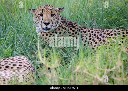 Männliche Geparden direkt auf der Kamera liegen in langen schattigen Wiesen mit unscharfen Gras im Vordergrund Stockfoto