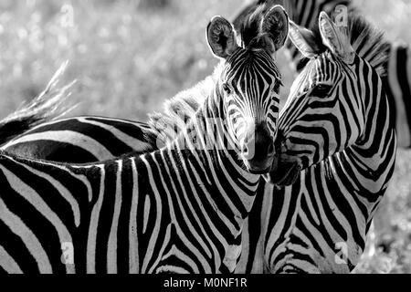 Zwei Zebra berühren Nasen mit anderen Zebra hinter gegen Gräser Hintergrund in Schwarz und Weiß Stockfoto