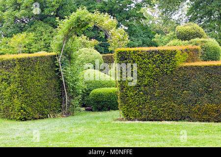 Rose Torbogen in abgespeckter Hedge, runden Formschnitt Pflanzen, Bäumen in einem Garten. Stockfoto