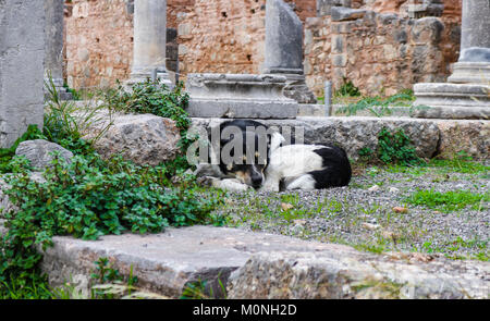 Hund der Götter - Schwarze und weisse Hund schläft in den Ruinen der Tempel des Apollo, wo das Orakel in Delphi Griechenland zu weissagen, Stockfoto