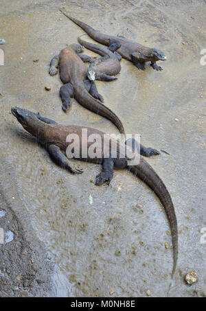 Komodo Drachen auf der Erde unter tropischen Regen. Insel Rinca. Indonesien Stockfoto