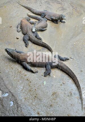 Komodo Drachen auf der Erde unter tropischen Regen. Insel Rinca. Indonesien Stockfoto