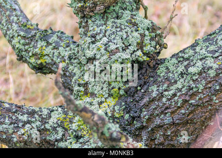 Holz- Detail mit Flechten an einem Baum in Zeeland Küste gesehen überwachsen Stockfoto