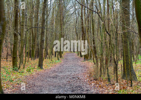 Küstenwald Landschaft in der Nähe von Domburg, Zeeland, eine Provinz in den Niederlanden im Winter Stockfoto