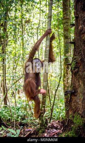 Junge männliche des Bornesischen Orang-utan im Baum einen natürlichen Lebensraum. Bornesischen Orang-utan (Pongo pygmaeus wurmbii) in der wilden Natur. Regenwald der Insel Stockfoto