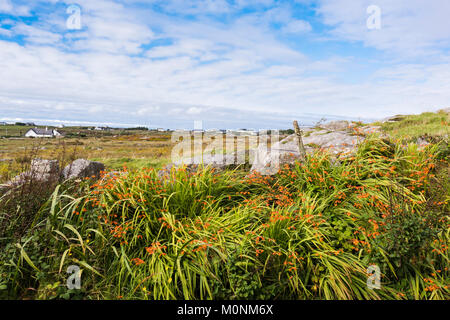 Montbretia (Crocosmia x crocosmiiflora) in Blume an Omey Strand, Connemara, County Galway, Irland Stockfoto