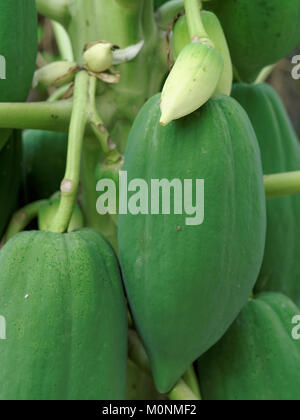 Papaya wachsen auf dem Baum, in dem die wachsenden Prozess von kleinen weissen Früchte reif grüne Frucht Stockfoto