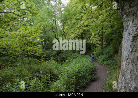 Wedber Holz durch die gordale Beck, North Yorkshire, England, Großbritannien Stockfoto