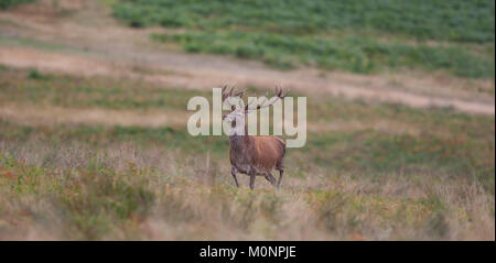 Panoramablick auf den wilden britischen Rotwild (Cervus elaphus), der isoliert im offenen britischen Grasland steht, Kopf und Geweih hoch. Britische Hirsche. Stockfoto