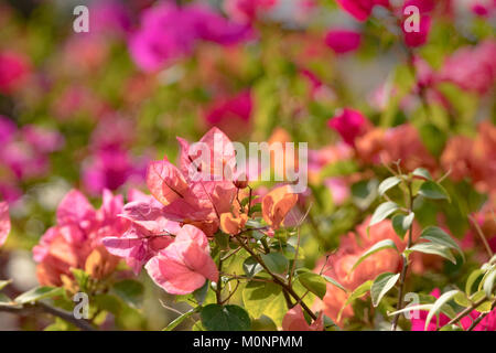 Schöne Nahaufnahmen der Bougainvillea Blumen, erstellen ein schönes Bokeh im Hintergrund, simbolizing die Ankunft des Frühlings. Stockfoto