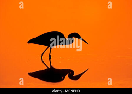 Little Blue Heron bei Sonnenuntergang, Everglades National Park, Florida, USA/(Egretta caerulea) | Blaureiher bei Sonnenuntergang, Everglades Nationalpark Stockfoto