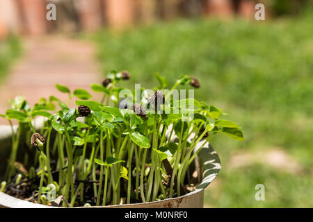 Papaya (Carica papaya) Setzlinge aus Samen (etwa einen Monat) in alten Aluminium Kanne, Asuncion, Paraguay wachsende Stockfoto