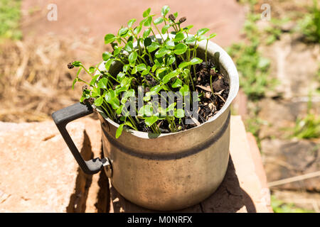 Papaya (Carica papaya) Setzlinge aus Samen (etwa einen Monat) in alten Aluminium Kanne, Asuncion, Paraguay wachsende Stockfoto