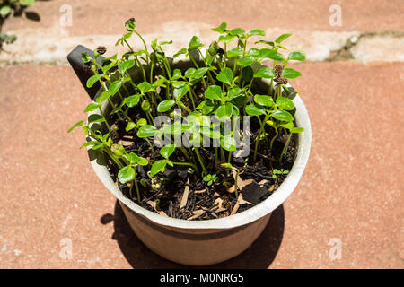 Papaya (Carica papaya) Setzlinge aus Samen (etwa einen Monat) in alten Aluminium Kanne, Asuncion, Paraguay wachsende Stockfoto