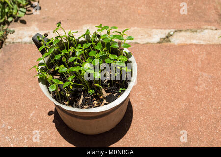 Papaya (Carica papaya) Setzlinge aus Samen (etwa einen Monat) in alten Aluminium Kanne, Asuncion, Paraguay wachsende Stockfoto