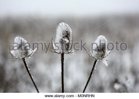 Einem farbenfrohen winter Szene nach Neuschnee in Bayern, Deutschland. Stockfoto