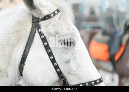 Die weißen Kopf eines Pferdes. Close-up Stockfoto