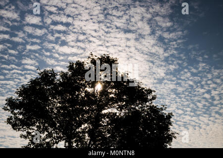 Sun Licht bricht durch die überdachung eines Baums Stockfoto