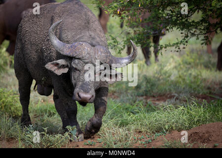 Riesige männliche Stier Kaffernbüffel mit roten Augen geradeaus für Kamera mit Bäumen und Wiesen im Hintergrund. Stockfoto