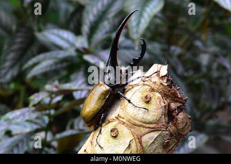 Eine Hercules Nashorn Käfer stellt für sein Portrait im Garten. Ich bin der schönsten Käfer der Welt. Stockfoto