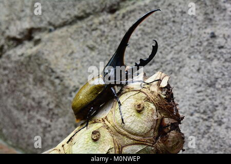 Eine Hercules Nashorn Käfer stellt für sein Portrait im Garten. Ich bin der schönsten Käfer der Welt. Stockfoto