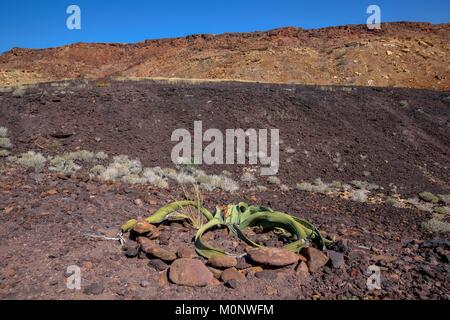 Welwitschia (Welwitschia Mirabilis), Berg, in der Nähe von Twyfelfontein, Kunene Region, Namibia verbrannt Stockfoto