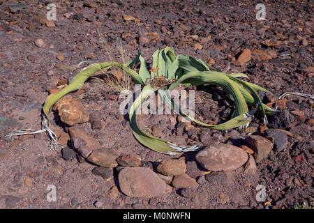 Welwitschia (Welwitschia Mirabilis), Berg, in der Nähe von Twyfelfontein, Kunene Region, Namibia verbrannt Stockfoto