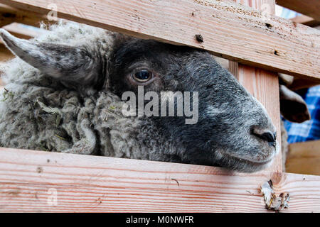 Schafe hinter Zaun Stockfoto