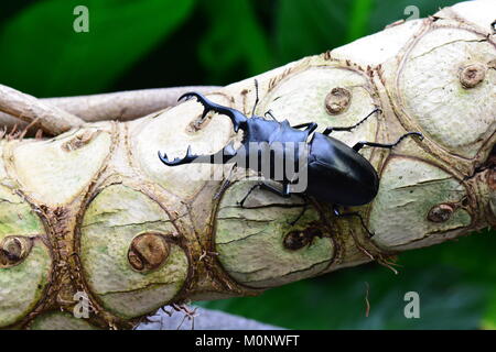 Eine hübsche Hirschkäfer posiert für ein Porträt bei einem Besuch in den Gärten. Stockfoto