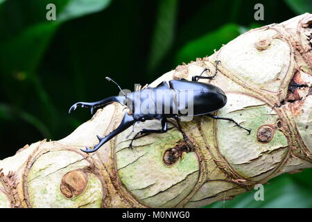 Eine hübsche Hirschkäfer posiert für ein Porträt bei einem Besuch in den Gärten. Stockfoto