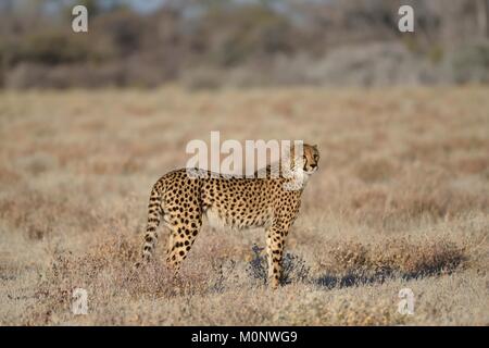 Gepard (Acinonyx jubatus), Etosha National Park, Namibia Stockfoto