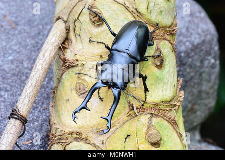 Eine hübsche Hirschkäfer posiert für ein Porträt bei einem Besuch in den Gärten. Stockfoto