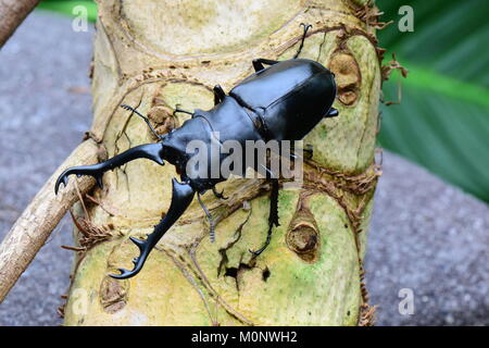 Eine hübsche Hirschkäfer posiert für ein Porträt bei einem Besuch in den Gärten. Stockfoto