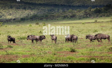 Eine Gruppe von Gnus auf Normalpapier in Südafrika Stockfoto