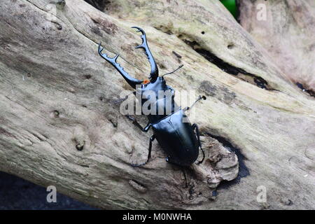 Eine hübsche Hirschkäfer posiert für ein Porträt bei einem Besuch in den Gärten. Stockfoto