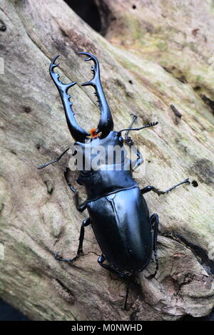 Eine hübsche Hirschkäfer posiert für ein Porträt bei einem Besuch in den Gärten. Stockfoto