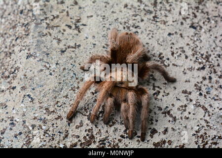 Eine loungende Tarantula-Spinne fügt sich in ihre Umgebung ein. Goliath-Vogelspinne. Stockfoto