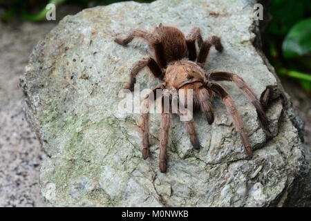 Eine loungende Tarantula-Spinne fügt sich in ihre Umgebung ein. Goliath-Vogelspinne. Stockfoto