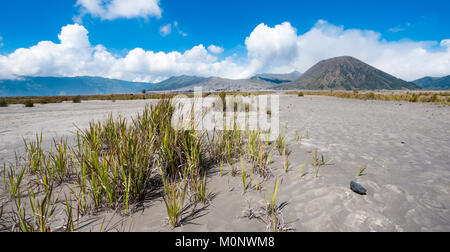 Gräser in der Caldera, zurück rauchenden Vulkan Gunung Bromo, Mt. Batok, Mt. Kursi, Mt. Gunung Semeru, Tengger Caldera, Nationalen Stockfoto