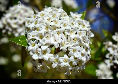 Natur, Blumen, Umwelt, Parks und Gärten Konzept - weiße Feder und duftenden Blume der Strauch Viburnum Carlcephalum. Stockfoto