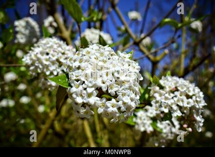 Natur, Blumen, Umwelt, Parks und Gärten Konzept - weiße Feder und duftenden Blume der Strauch Viburnum Carlcephalum. Stockfoto