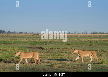 Löwinnen (Panthera leo), zwei Weibchen laufen durch Grünland, Chobe National Park, Botswana Chobe District, Stockfoto